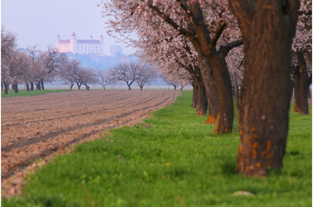 Mandorli in fiore ©Bratislava Tourist Board